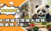 Ai熊猫吃饭爆火视频，条条原创，简单易上手